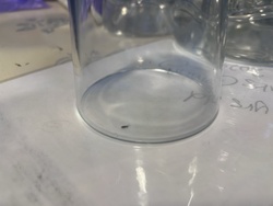 Springtail