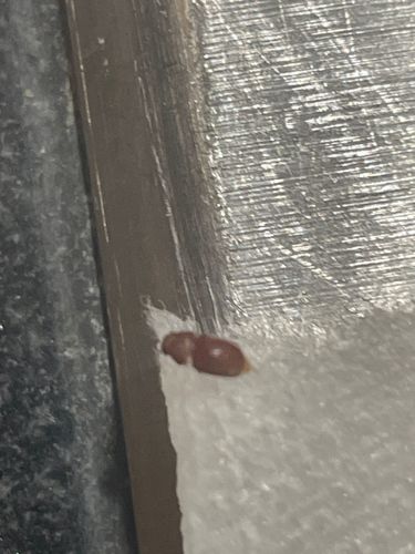 Sawtoothed Grain Beetle