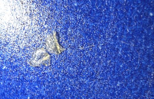 Bed Bug Cast Skin (Exuviae)