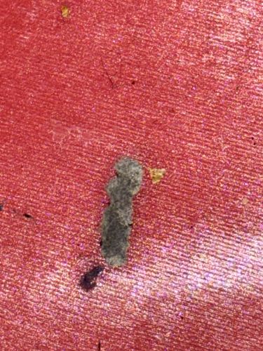 Case-bearing Clothes Moth (Larva)