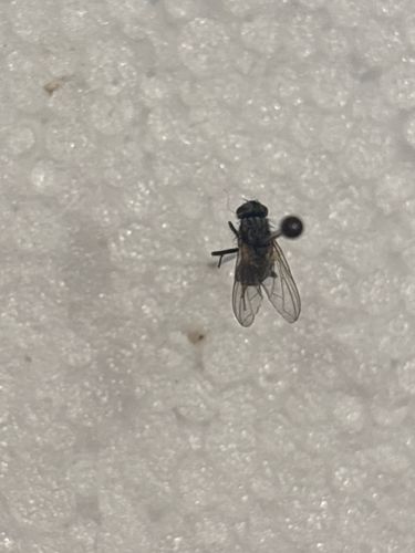 Possibly a type of fly (e.g., house fly or similar muscid fly)