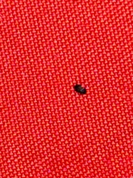 Carpet Beetle (likely Black Carpet Beetle)