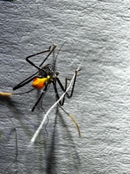 Milkweed Assassin Bug Nymph