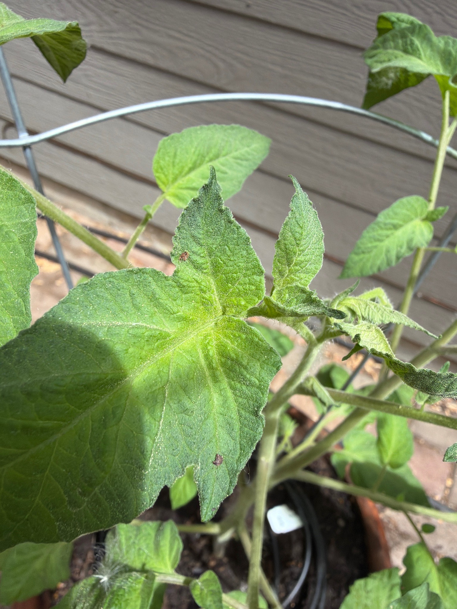 Tomato Spider Mites