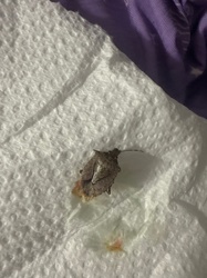 Brown Marmorated Stink Bug