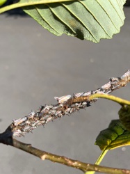 Boxelder Bugs (nymphs)
