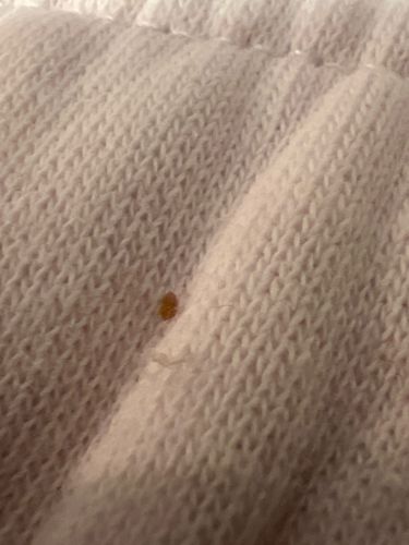 Bed bug (juvenile/nymph or fecal spot)