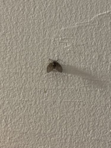 Drain Fly (or Moth Fly, Filter Fly, Sewer Gnat)