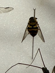 Hoverfly, also known as Flower Fly or Syrphid Fly