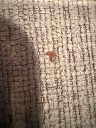 Carpet Beetle larvae