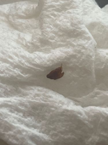 German Cockroach (nymph)