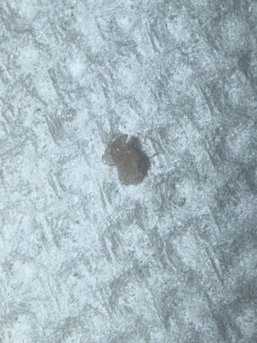 Masked Hunter (Nymph Stage)