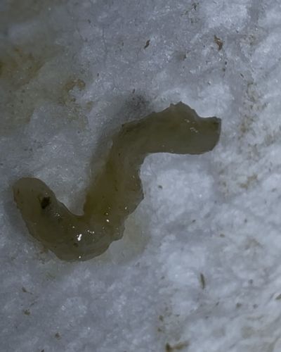Drain Fly Larva