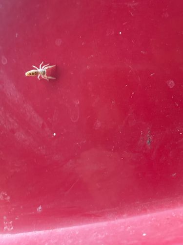 Jumping Spider
