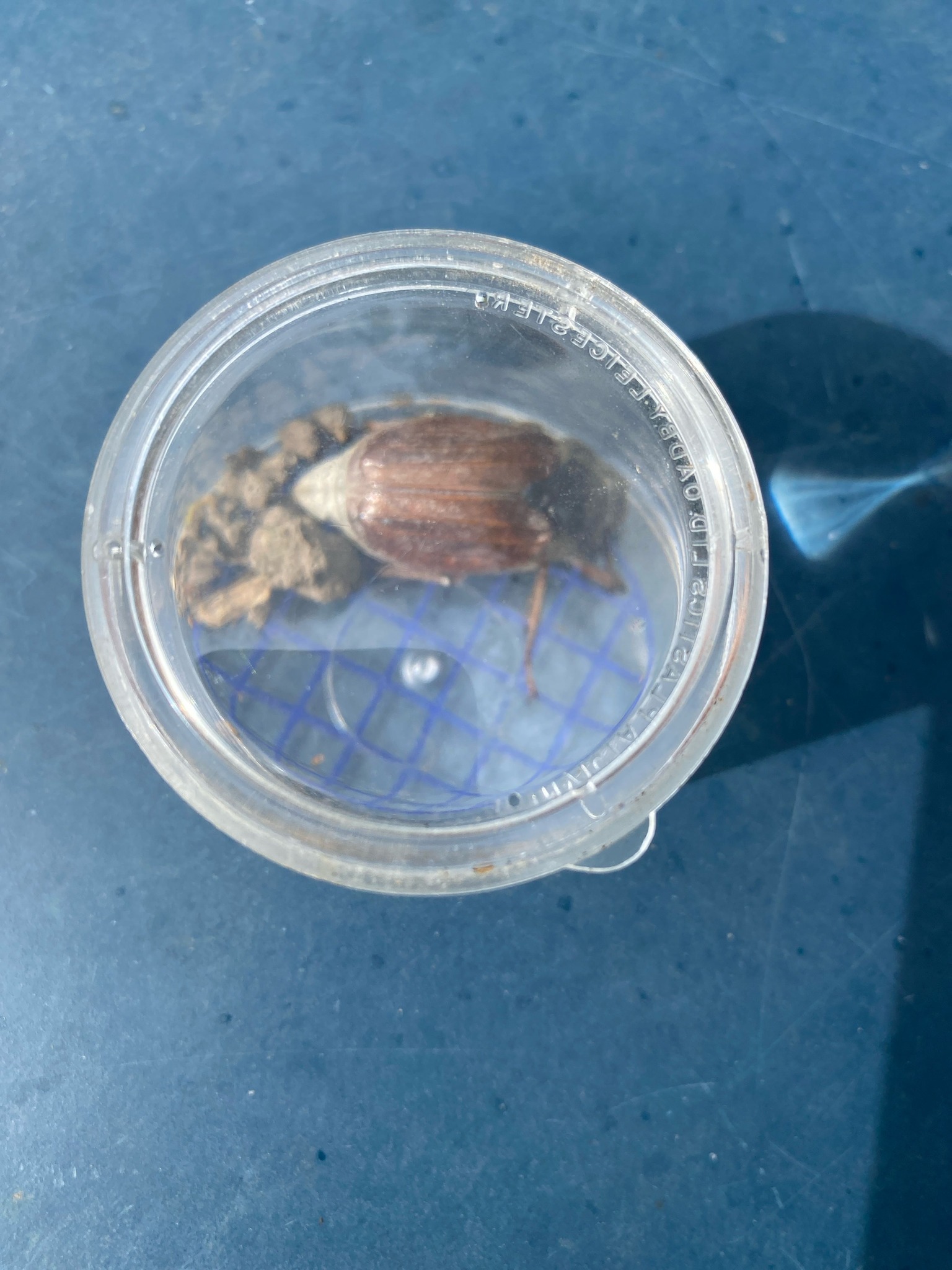 Common Cockchafer (May Bug)
