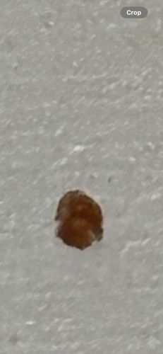 Mealybug (likely a species of mealybug, given the appearance)