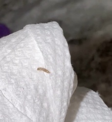 Carpet beetle larva