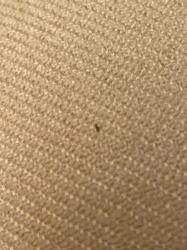 Carpet Beetle (Larva)