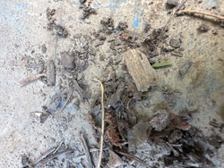 Pavement Ant