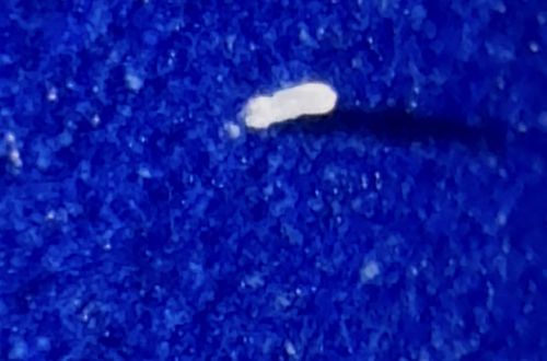 Springtail