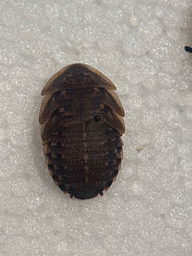 Glow-worm beetle larva (or a similar firefly larva)