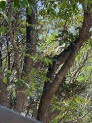 No insect or bug is clearly visible in the provided images. The images depict a tree with green leaves and branches with bark, some of which appear to have lichen.