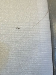 Fungus Gnat (likely)