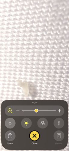 Bed Bug