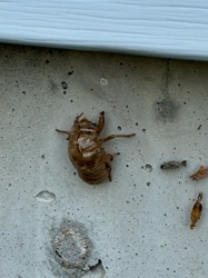 Cicada Exoskeleton (Molt)
