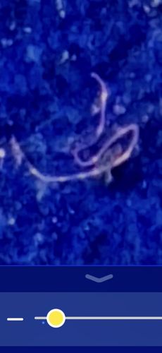 Horsehair Worm
