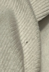 Carpet beetle (likely Black carpet beetle or Varied carpet beetle)