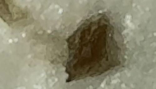 Brown Marmorated Stink Bug (likely identification based on shape and color, though image is blurry)