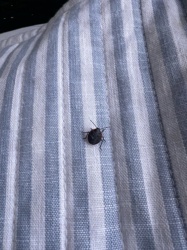 Stink Bug (likely a nymph or a dark-colored species)