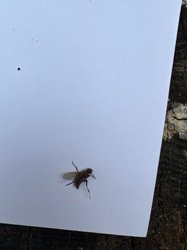 House Fly