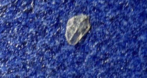 Bed Bug (Egg Casing or Cast Skin)