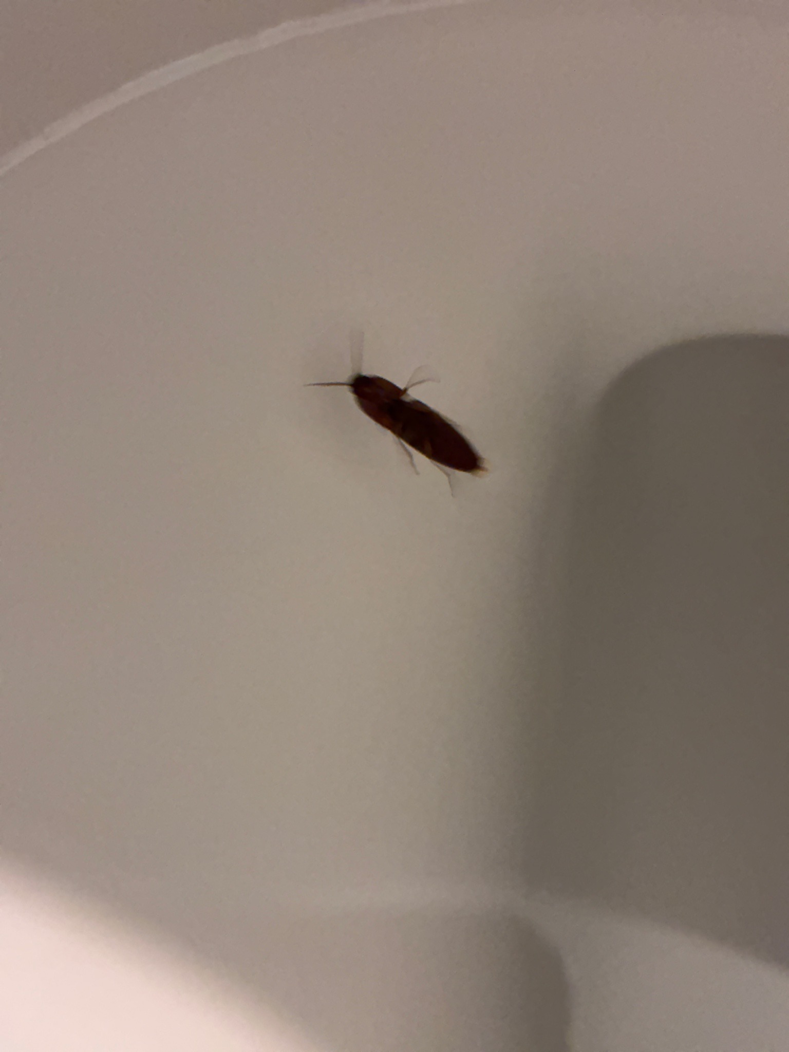 German Cockroach