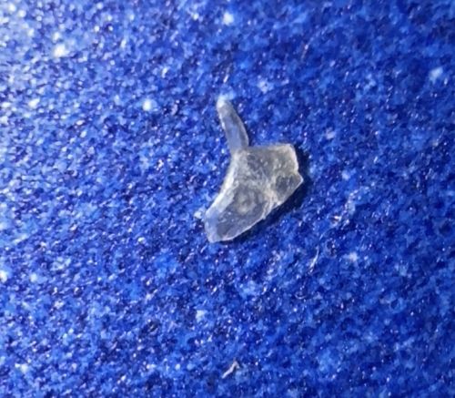 Shark Tooth (This is not an insect)