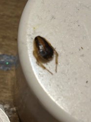 German Cockroach