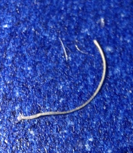 Horsehair worm