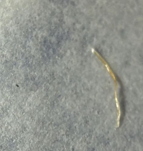 Horsehair Worm