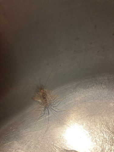 House Centipede