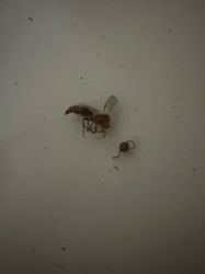 Winged Ant or Queen Ant