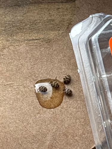 Varied Carpet Beetle