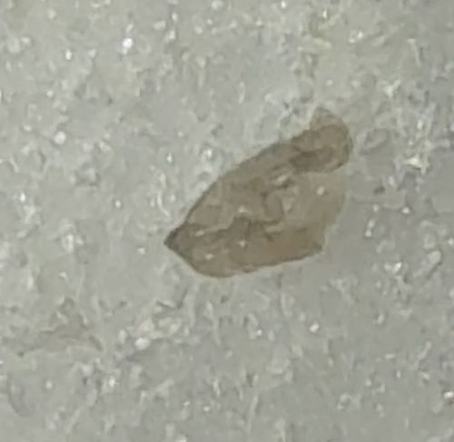 Plaster Bagworm (or Household Casebearer)
