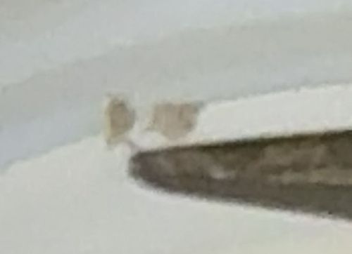 Plaster Bagworm