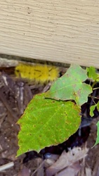 American Dagger Moth Caterpillar