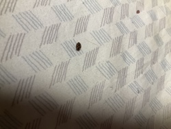Carpet Beetle (likely Varied Carpet Beetle or Black Carpet Beetle)