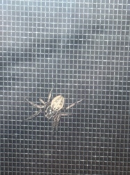 Funnel Weaver Spider (Grass Spider)