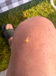 Goldenrod Crab Spider or Flower Crab Spider