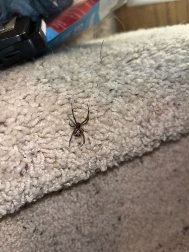 Black Widow Spider